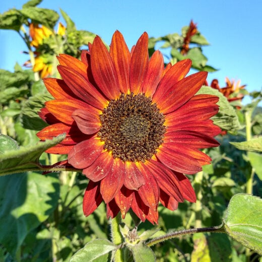 Organic Better Off Red Sunflower Seed