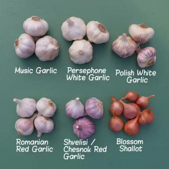 Organic Garlic Seed bundle on chalk board