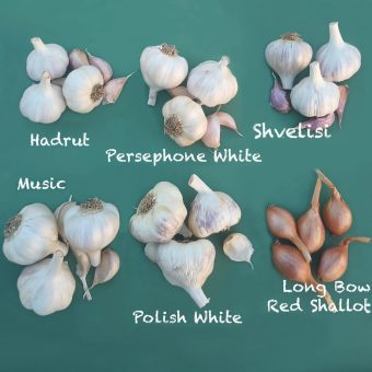 Organic Garlic Seed Bundle