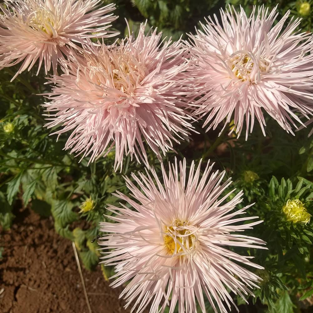 Aster, Valkyrie Brunhilde Chamois (Organic) - Image 3