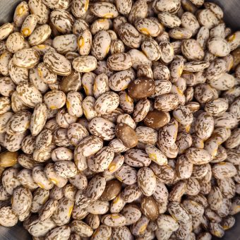 Organic Agassiz Pinto bush dry bean seed
