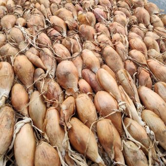 Onion, Cuisse de Poulet Zebrune Organic Zébrune Shallot-Onion seed