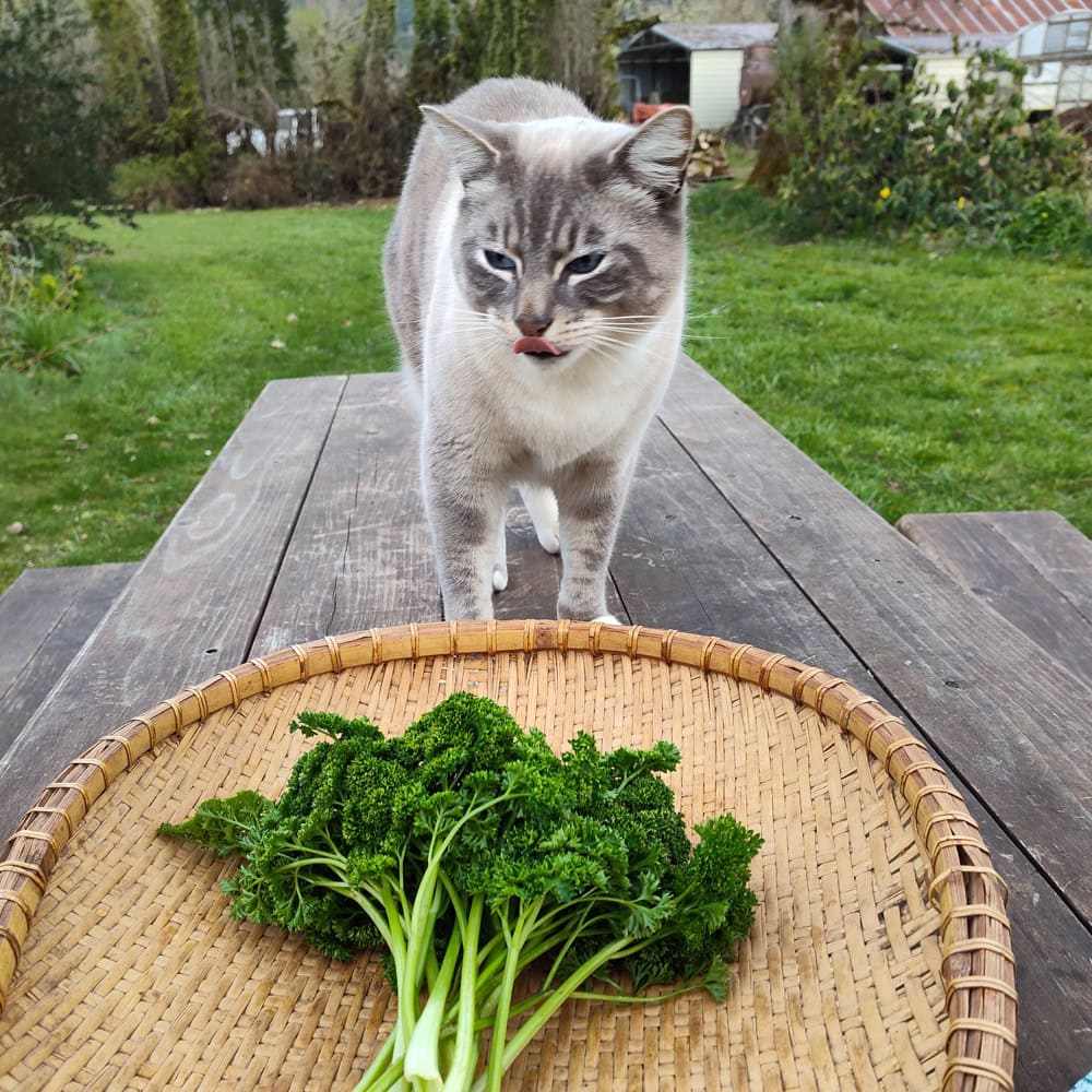 Organic Forest Green Parsley Seed