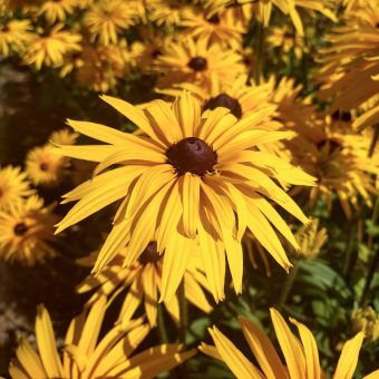 Organic Rudbeckia Gloriosa Double Daisy Seed