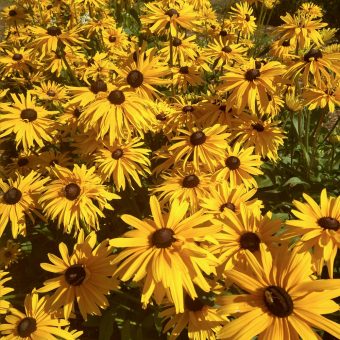 Rudbeckia Gloriosa Double Daisy