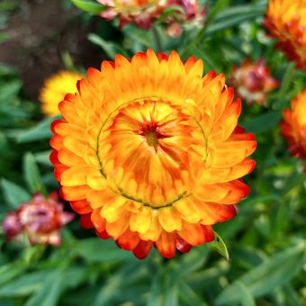 Organic Firefly Strawflower seed