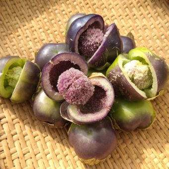 Tomatillos & Ground Cherry - Adaptive Seeds