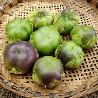 Tomatillos & Ground Cherry - Adaptive Seeds