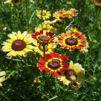 Organic Tricolor Daisy Fancy Pants Mix seed