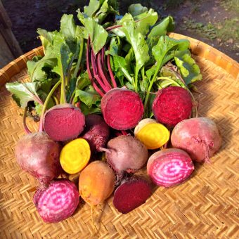 Organic Radicle Rainbow Beet Blend Mix Seed