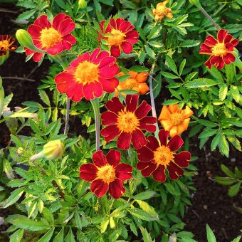 Marigold, Red Metamorph
