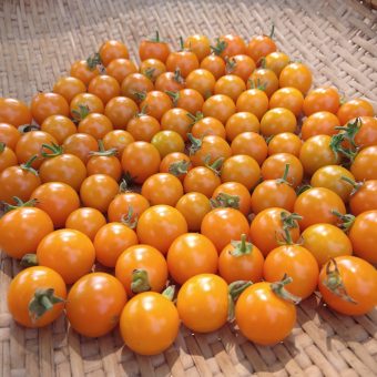 California Sungold Tomato