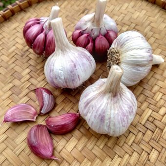Sulmona Red Garlic Organic Rosso di Sulmona Garlic Seed