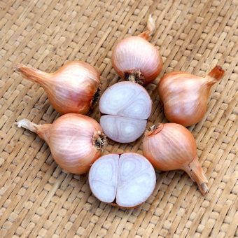 Organic Blossom Shallot Seed