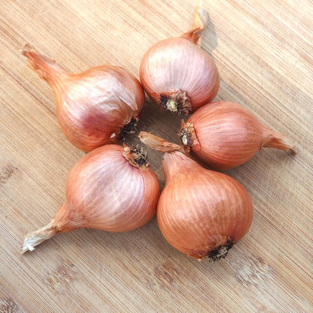 Organic Blossom Shallot Seed