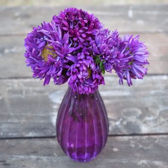 Organic Tower Violet Aster flower seed