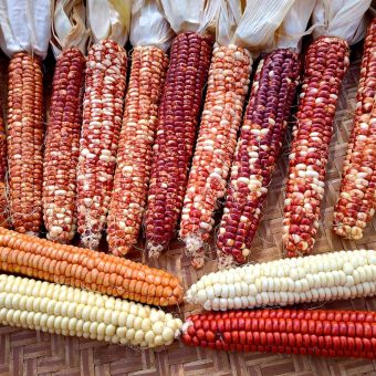 Organic Starburst Manna Parching Flour Corn Seed