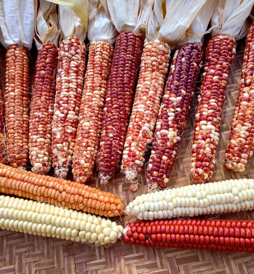Organic Starburst Manna Parching Flour Corn Seed