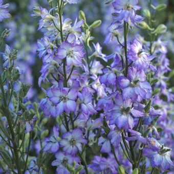 Organic Larkspur Sydney Blue Picotee Seed