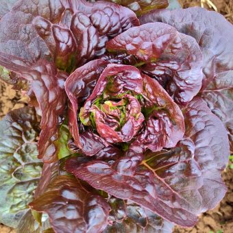 Organic Red-winged Blackbird Lettuce Seed