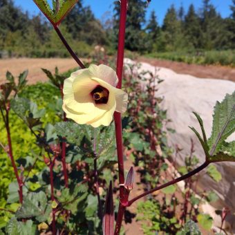 Okra, Yuma Red Organic Yuma Red Okra Seed