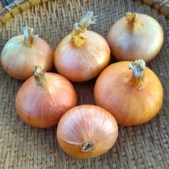 Organic Buan Onion seed