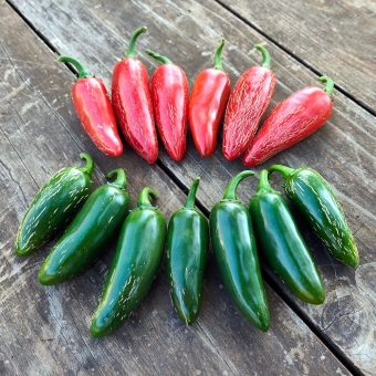 Organic Jala-spike Jalapeno Hot Pepper Seed
