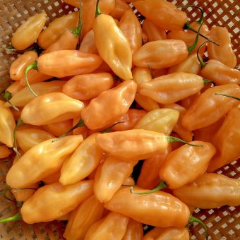 Organic Hot Pepper, Peach Torch Habanero Seed