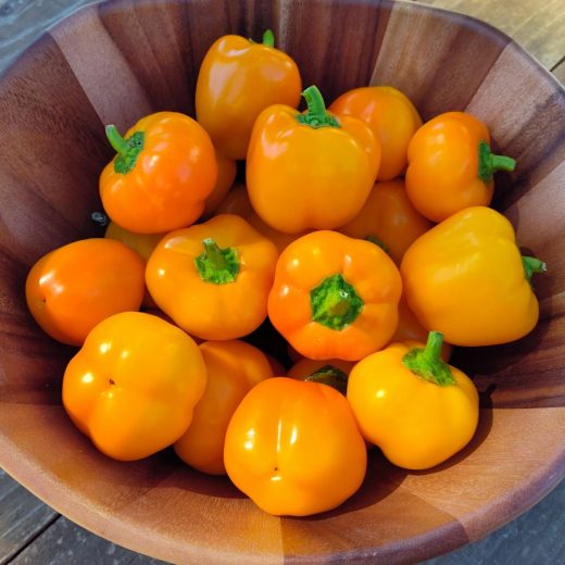 Organic Golden Apple Sweet Pepper Seed