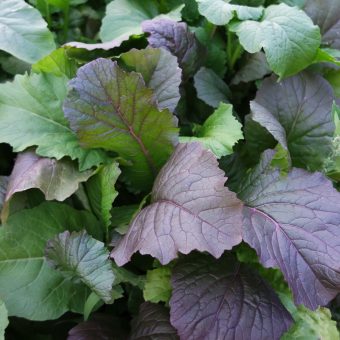 Organic Purple Rapa Pop Seed