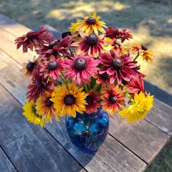 Organic Rudbeckia Sahara flower seed
