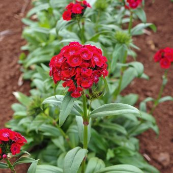 Sweet William, Barcelona Red Organic Sweet William Barcelona Red Seed
