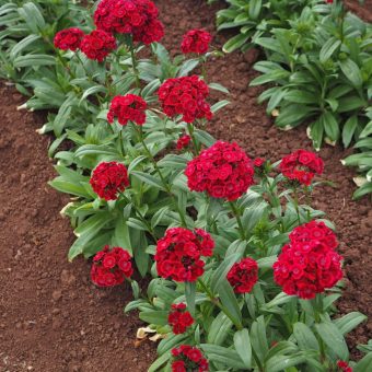 Organic Sweet William Barcelona Red Seed