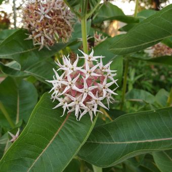 Organic Showy Milkweed Seed