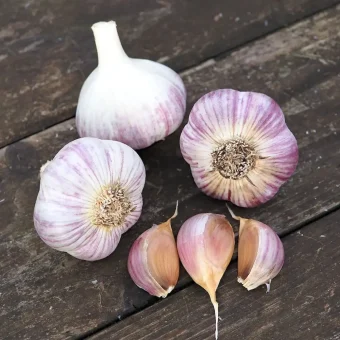 Organic Russian Giant garlic seed marbled purple stripe type hardneck