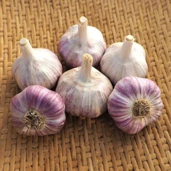 Organic Russian Giant garlic seed marbled purple stripe type hardneck